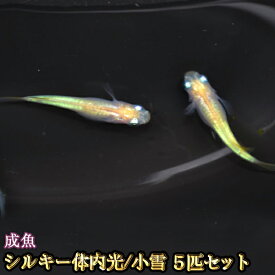 楽天市場 小雪 画像の通販