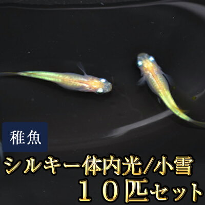 楽天市場 小雪 シルキー体内光めだか 未選別 稚魚 Ss Sサイズ 10匹セット シルキー体内光メダカ めだか物語楽天市場店
