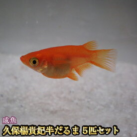 楽天市場 だるまめだかの通販