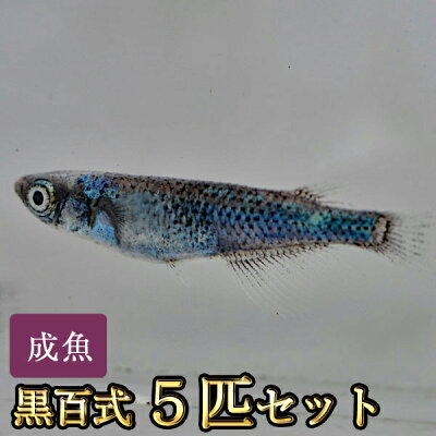 楽天市場 黒百式めだか 5匹セット 黒百式メダカ めだか物語楽天市場店