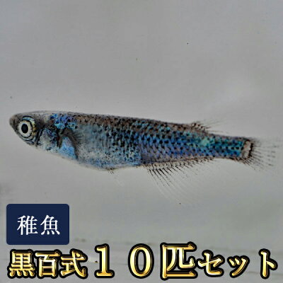 楽天市場 限定大特価 黒百式めだか 未選別 稚魚 Ss Sサイズ 10匹セット 黒百式メダカ めだか物語楽天市場店