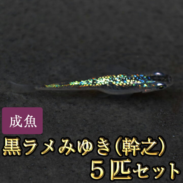 大幅にプライスダウン メダカ 黒ラメ幹之 5匹 Shipsctc Org 大幅にプライスダウン メダカ 黒ラメ幹之 5匹 Shipsctc Org
