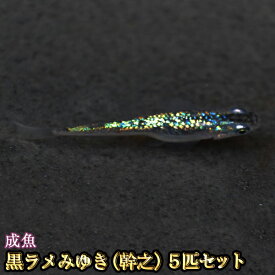 楽天市場 黒 メダカの通販