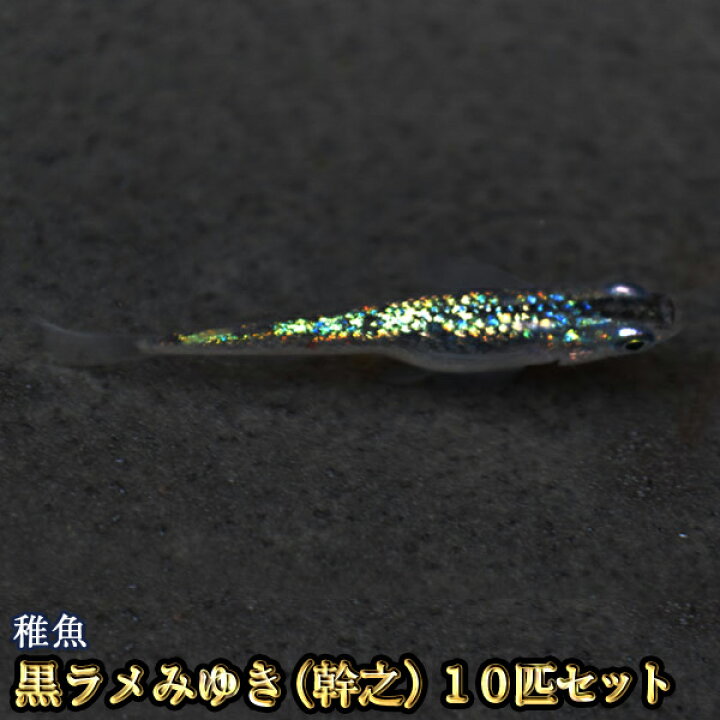 楽天市場 黒ラメみゆき 幹之 めだか 虹色ラメ 未選別 稚魚 Ss Sサイズ 10匹セット 黒ラメみゆき 幹之 メダカ めだか物語楽天市場店
