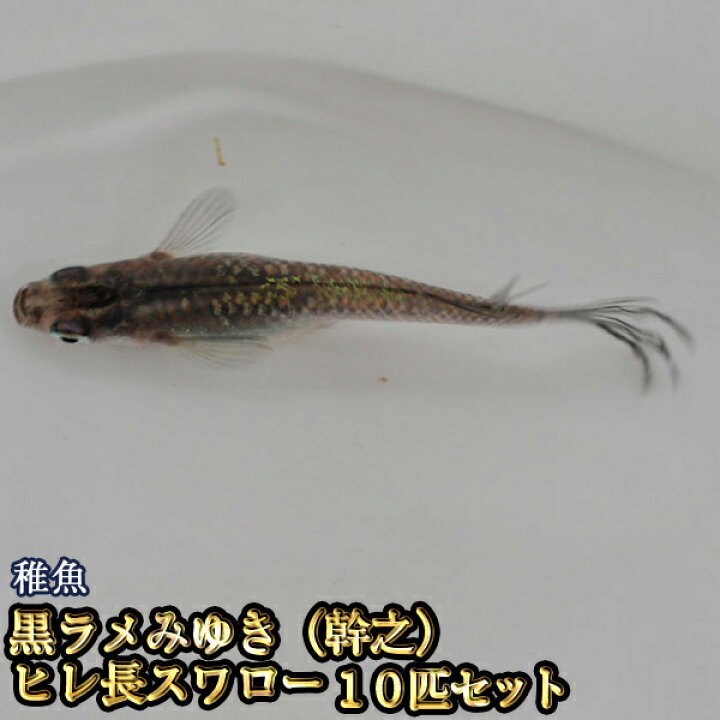 楽天市場 黒ラメみゆき 幹之 ヒレ長スワローめだか 未選別 稚魚 Ss Sサイズ 10匹セット 黒ラメみゆき 幹之 ヒレ長スワローメダカ めだか 物語楽天市場店 楽天市場 黒ラメみゆき 幹之 ヒレ長スワローめだか 未選別 稚魚 Ss Sサイズ 10匹セット 黒ラメみゆき 幹之 ヒレ長スワローメダカ めだか 物語楽天市場店
