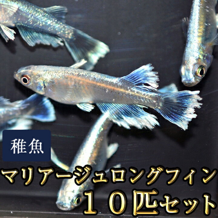 楽天市場】マリアージュロングフィンめだか 未選別 稚魚 SS〜Sサイズ 