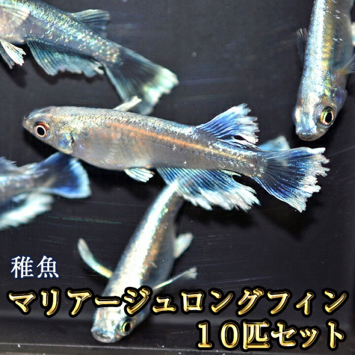 楽天市場】マリアージュロングフィンめだか 未選別 稚魚 SS〜Sサイズ 