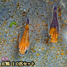 楽天市場 めだか Mサイズ ブラックリム めだか物語楽天市場店