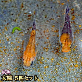 楽天市場 メダカ 女雛の通販