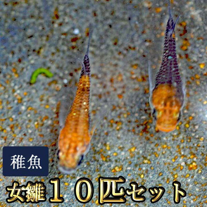 楽天市場 在庫整理セール 女雛めだか 未選別 稚魚 Ss Sサイズ 10匹セット 女雛メダカ めだか物語楽天市場店