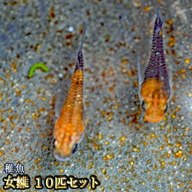 楽天市場 女雛めだかの通販 楽天市場 女雛めだかの通販