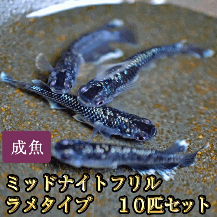 楽天市場】ミッドナイトフリルめだか ラメタイプ 10匹セット 