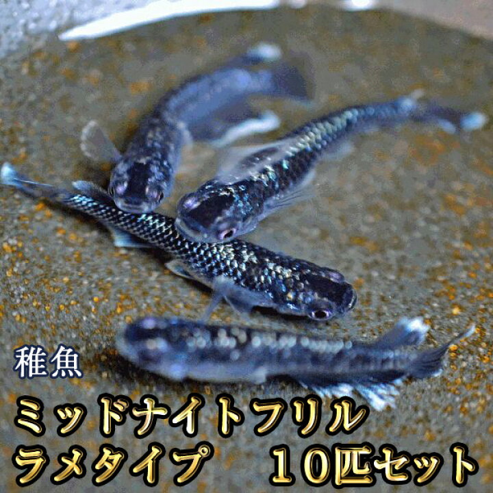 楽天市場】ミッドナイトフリルめだか ラメタイプ 未選別 稚魚 SS〜S 
