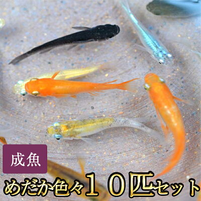 楽天市場 めだか色々お楽しみ10匹セット メダカ めだか物語楽天市場店