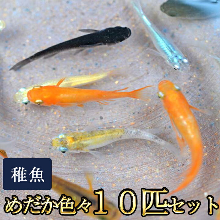 最大76 Offクーポン メダカ 黄金三色錦透明鱗めだか 未選別 稚魚 Ss Sサイズ 10匹セット 限定大特価 Discoversvg Com