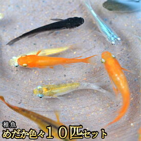 めだか色々お楽しみ 稚魚 SS〜Sサイズ 10匹セット / メダカ