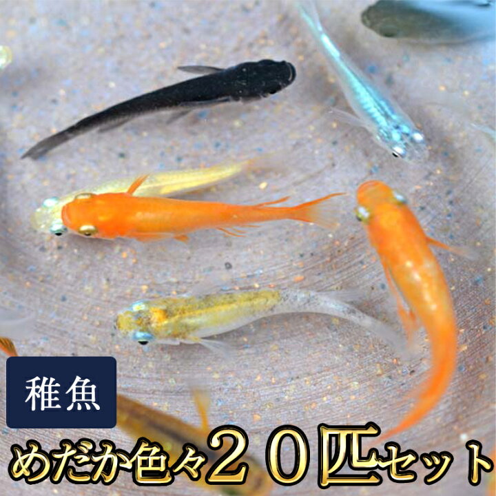 予約中 メダカ 黄金三色錦透明鱗めだか 未選別 稚魚 Ss Sサイズ 匹セット Recantosolasol Com Br