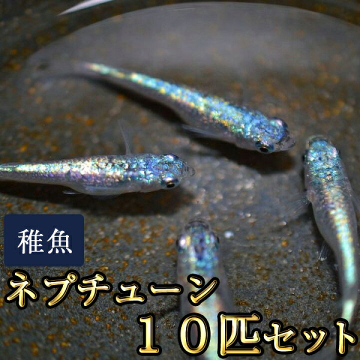 楽天市場】ネプチューンめだか 未選別 稚魚 SS〜Sサイズ 10匹セット 
