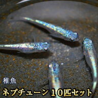 ネプチューンめだか 未選別 稚魚 SS〜Sサイズ 10匹セット / ネプチューンメダカ