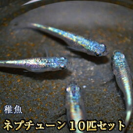 楽天市場】アマテラスめだか 未選別 稚魚 SS～Sサイズ 10匹セット 