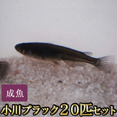 楽天市場 小川ブラックめだか 匹セット 小川ブラックメダカ めだか物語楽天市場店