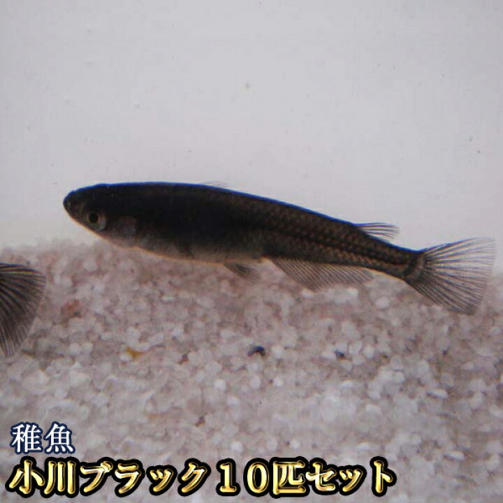 楽天市場 小川ブラックめだか 稚魚 Ss Sサイズ 10匹セット 小川ブラックメダカ めだか物語楽天市場店 楽天市場 小川ブラックめだか 稚魚 Ss Sサイズ 10匹セット 小川ブラックメダカ めだか物語楽天市場店