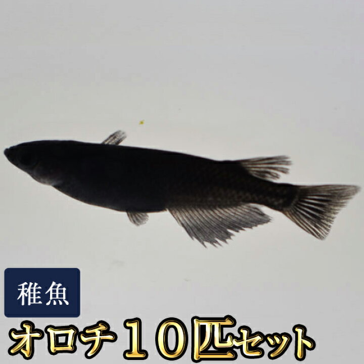 楽天市場 送料無料 オロチめだか 稚魚 Ss Sサイズ 10匹セット オロチメダカ 沖縄は別途送料必要 めだか物語楽天市場店