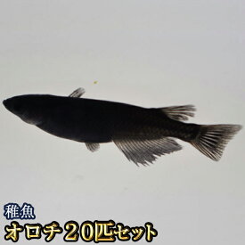 【送料無料】オロチめだか 稚魚 SS〜Sサイズ 20匹セット / オロチメダカ　（※沖縄は別途送料必要）