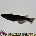 楽天市場 観賞魚 種 観賞魚 メダカ 人気ランキング1位 売れ筋商品