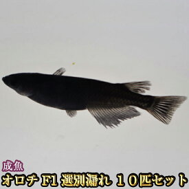 楽天市場 メダカ 種類の通販
