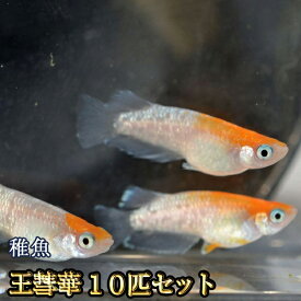 王彗華めだか 未選別 稚魚 SS〜Sサイズ 10匹セット / おうすいか / 王彗華メダカ