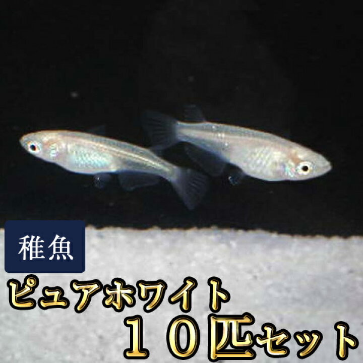 5周年記念イベントが セール メダカ アルビノみゆき 幹之 めだか 未選別 稚魚 Ss Sサイズ 10匹セット Shipsctc Org 5周年記念イベントが セール メダカ アルビノみゆき 幹之 めだか 未選別 稚魚 Ss Sサイズ 10匹セット Shipsctc Org