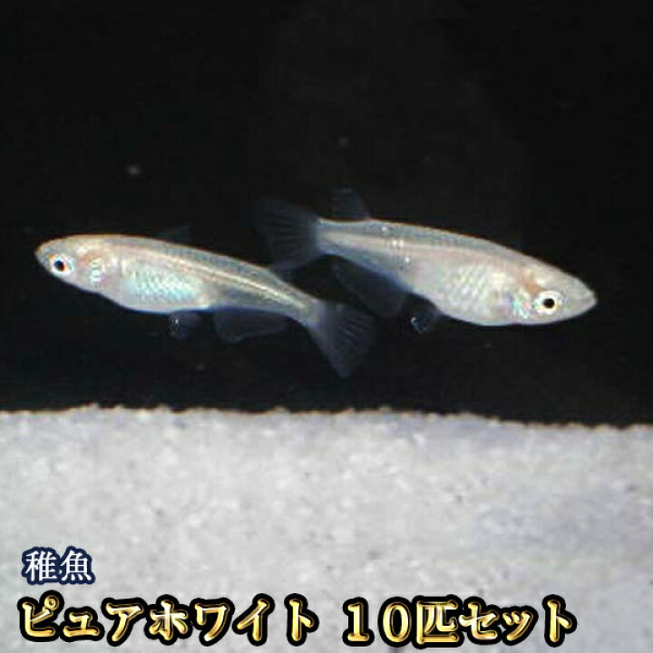 楽天市場 限定大特価 ピュアホワイトめだか 稚魚 Ss Sサイズ 10匹セット ピュアホワイトメダカ めだか物語楽天市場店