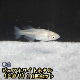 ピュアホワイトホタル（ヒカリ）めだか 稚魚 SS～Sサイズ 10匹セット / ピュアホワイトホタル（ヒカリ）メダカ