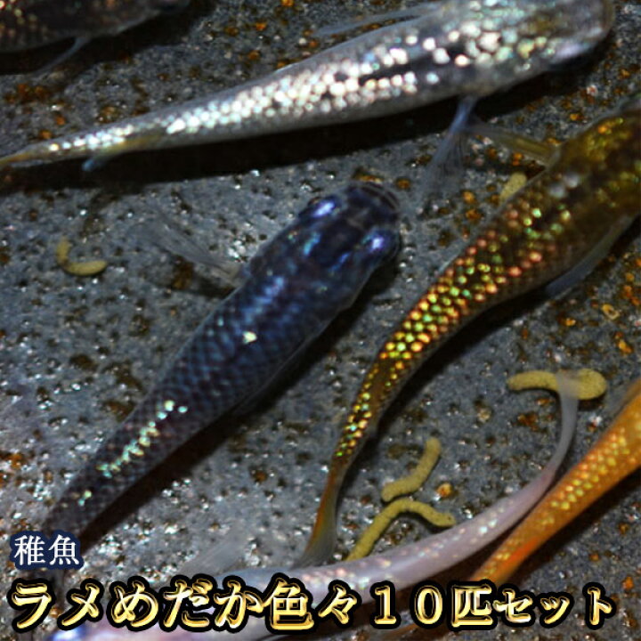 楽天市場 限定大特価 送料無料 ラメめだか色々お楽しみ 未選別 稚魚 Ss Sサイズ 10匹セット ラメメダカ 沖縄は別途送料必要 めだか物語楽天市場店