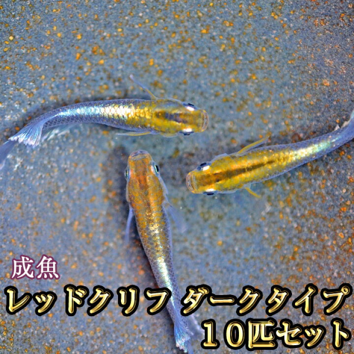 楽天市場】レッドクリフめだか ダークタイプ 10匹セット / レッド 
