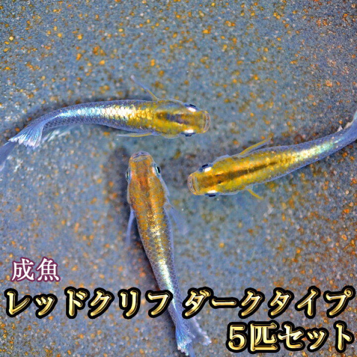 楽天市場】レッドクリフめだか ダークタイプ 5匹セット / レッドクリフ 
