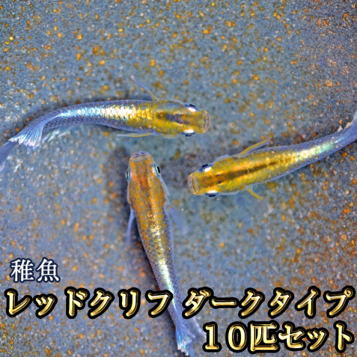 楽天市場】レッドクリフめだか ダークタイプ 未選別 稚魚 SS〜Sサイズ 
