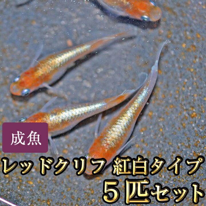 楽天市場】レッドクリフめだか 紅白タイプ 5匹セット / レッドクリフ 