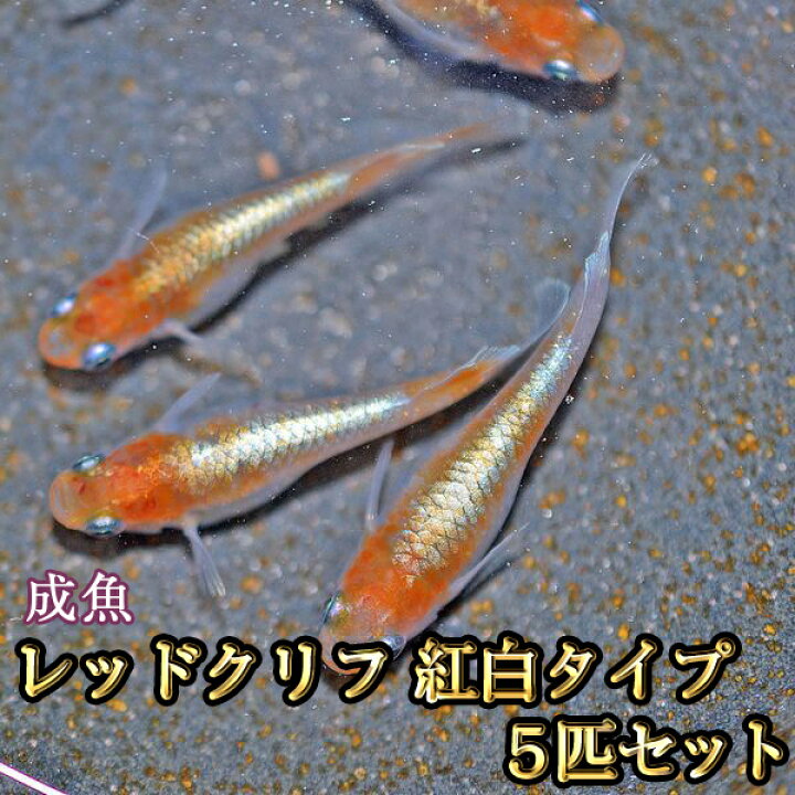 楽天市場】レッドクリフめだか 紅白タイプ 5匹セット / レッドクリフ 