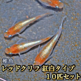 【限定大特価】レッドクリフめだか 紅白タイプ 未選別 稚魚 SS〜Sサイズ 10匹セット / レッドクリフメダカ