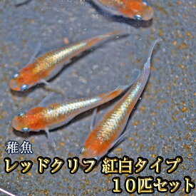 【送料無料】レッドクリフめだか 紅白タイプ 未選別 稚魚 SS〜Sサイズ 10匹セット / レッドクリフメダカ　（※沖縄は別途送料必要）