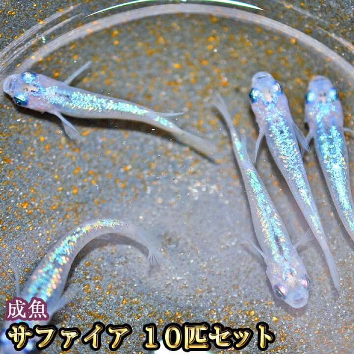 楽天市場】サファイアめだか 10匹セット / サファイアメダカ : めだか 