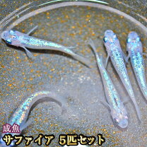 楽天市場】サファイア メダカ 稚魚の通販