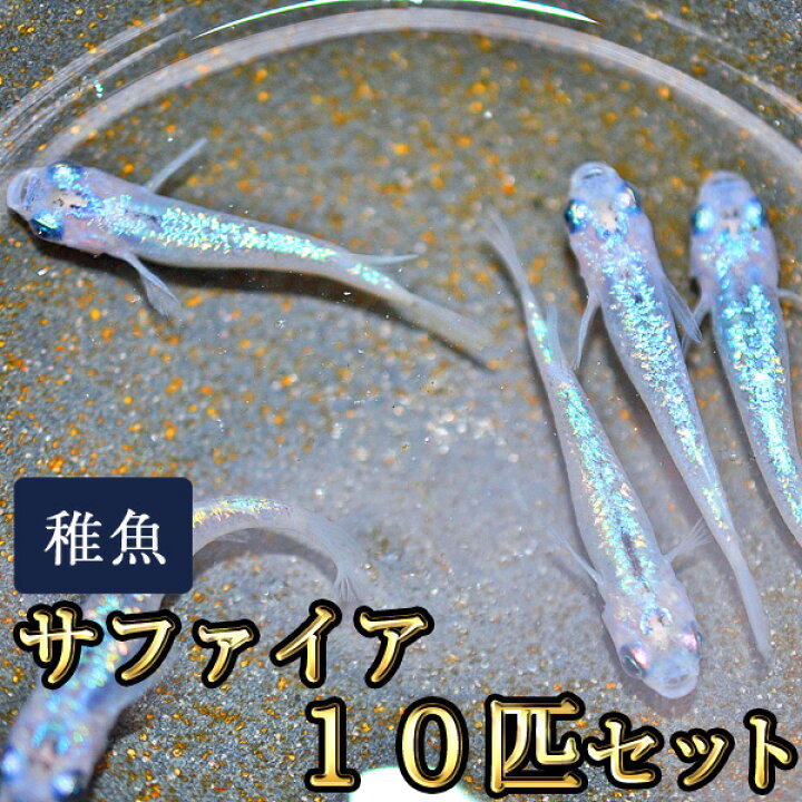 楽天市場】サファイアめだか 未選別 稚魚 SS〜Sサイズ 10匹セット 