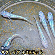 サファイアめだか 未選別 稚魚 SS〜Sサイズ 10匹セット / サファイアメダカ