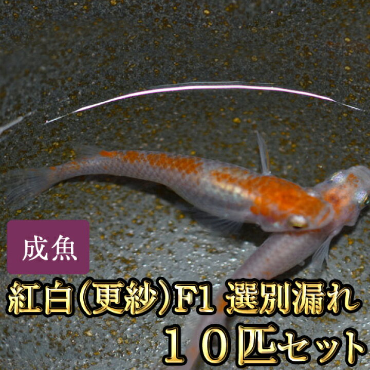 楽天市場】紅白めだか（更紗）F1 選別漏れ 10匹セット / 紅白メダカ 