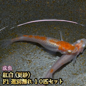 楽天市場 紅白 メダカ 熱帯魚 アクアリウム ペット ペットグッズ の通販