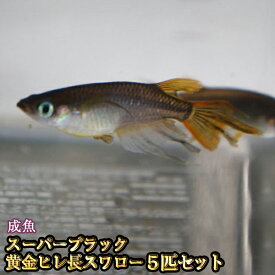 楽天市場 発泡スチロール 水槽の通販