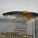 楽天市場 観賞魚 種 観賞魚 メダカ 人気ランキング1位 売れ筋商品